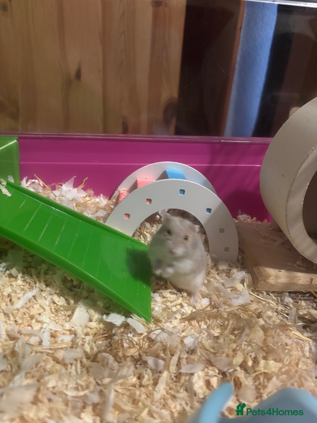 Hamster rodents for sale: Russian dwarf hamster - Advert 2
