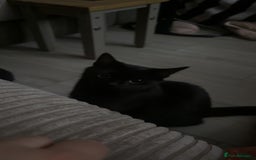 Mixed Breed cats for sale: Free 2 years and 6 months female  - Advert 4