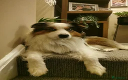 Border Collie dogs for stud: Hugo  - Image 2