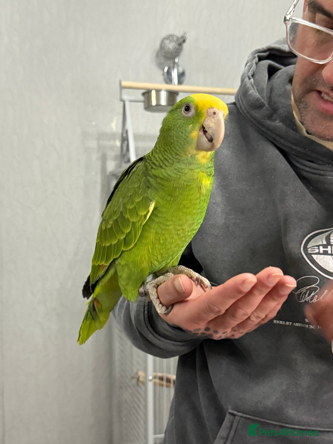 Parrots birds for sale: Double Yellow Head Amazon hand reared female  - Advert 3