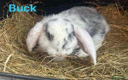 French Lop rabbits for sale: French Lop Bucks and Does READY NOW!! - Image 8
