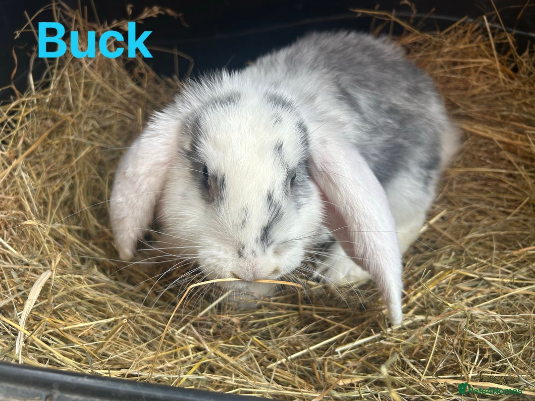 French Lop rabbits for sale: French Lop Bucks and Does READY NOW!! - Image 8