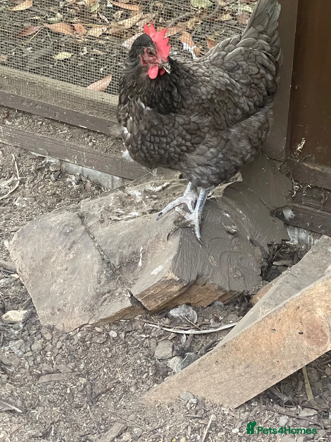Chickens poultry for sale: Chicken for sale  in Dewsbury - Advert 2