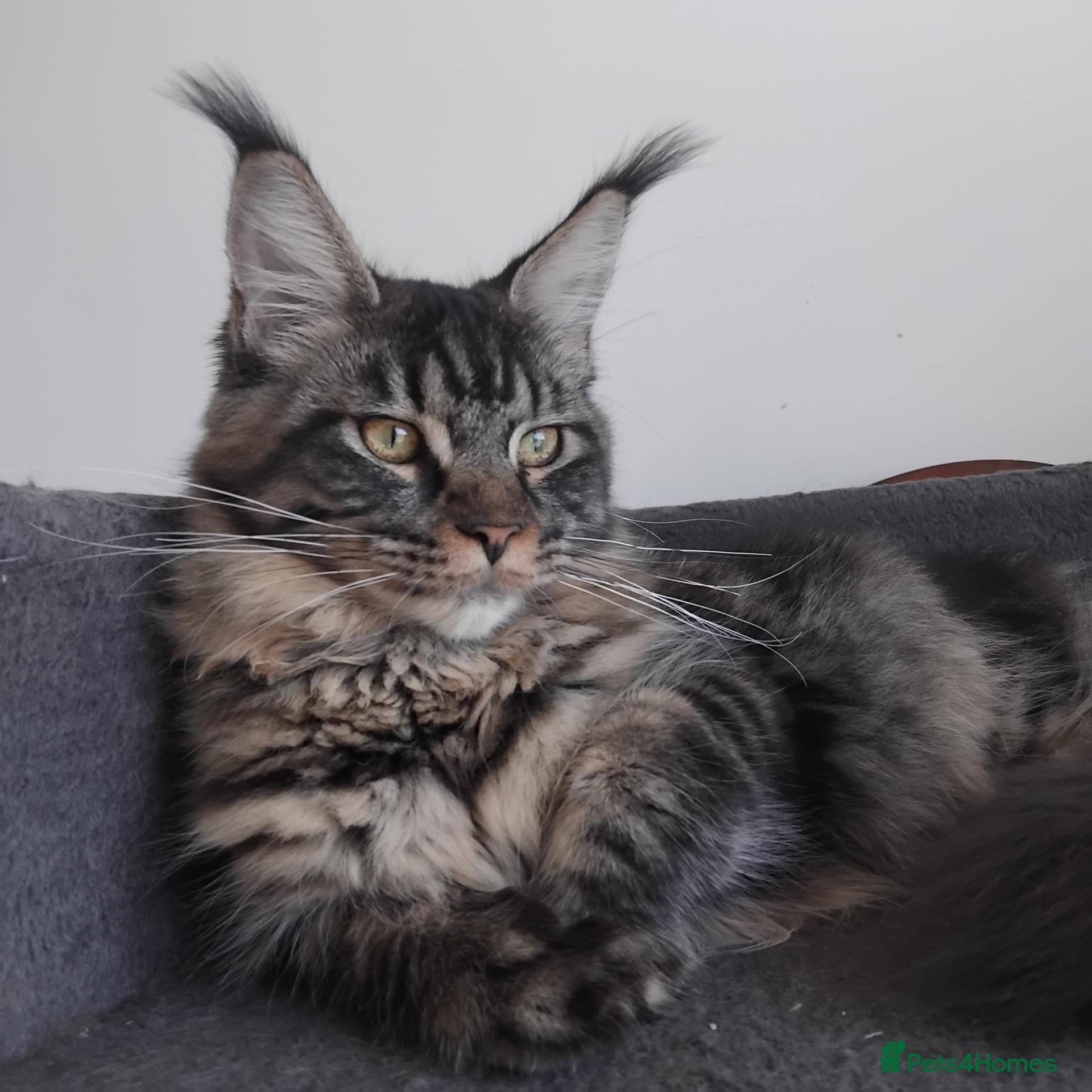 Maine Coon cats Maine coon big size, registed.,tabby, black smoke - Advert 2