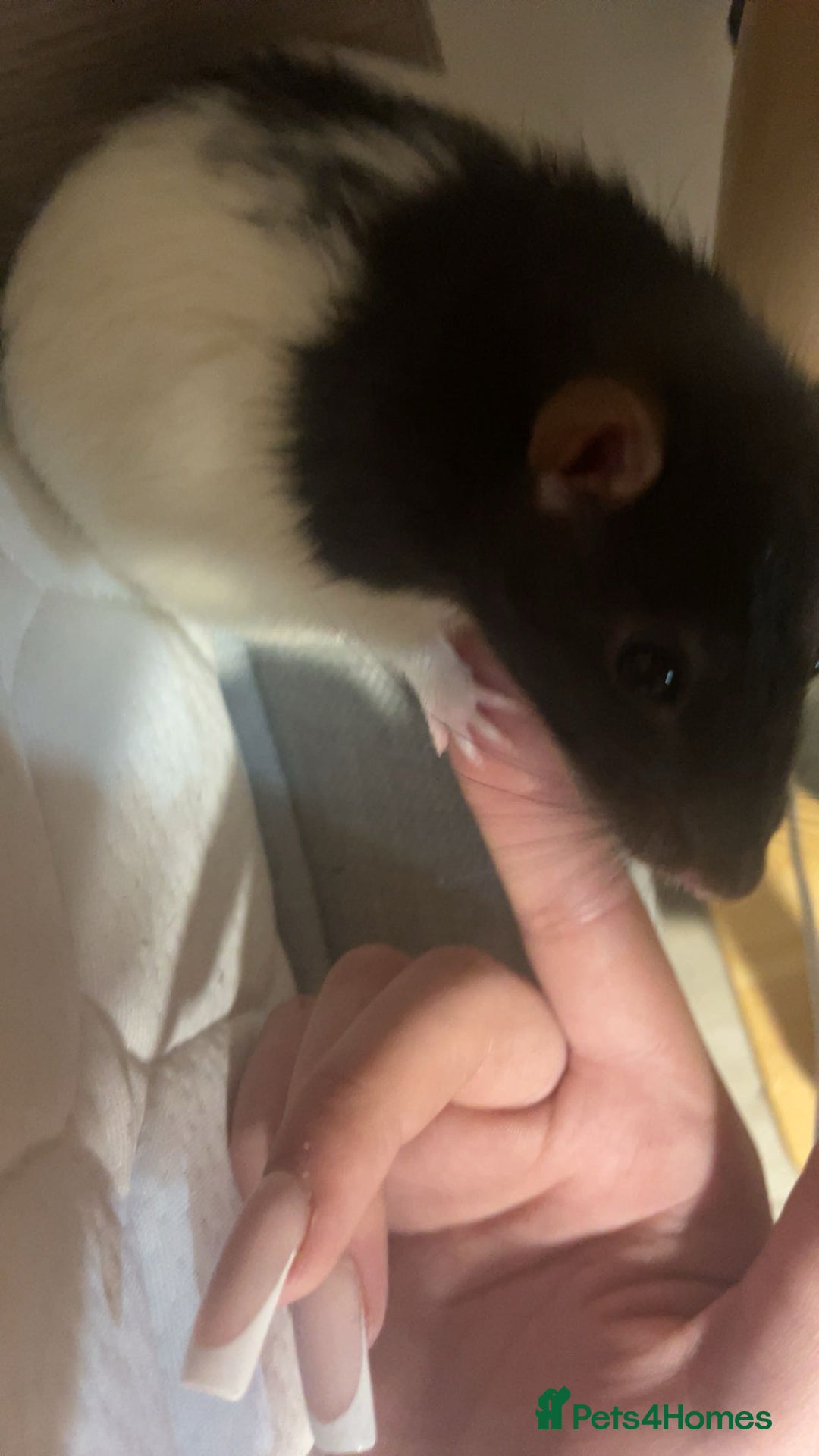 Rat rodents for sale: Friendly male rat need home quick - Image 6