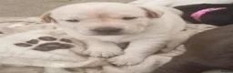 Labrador Retriever dogs for sale: 6 stunning female labrador puppies - Advert 15