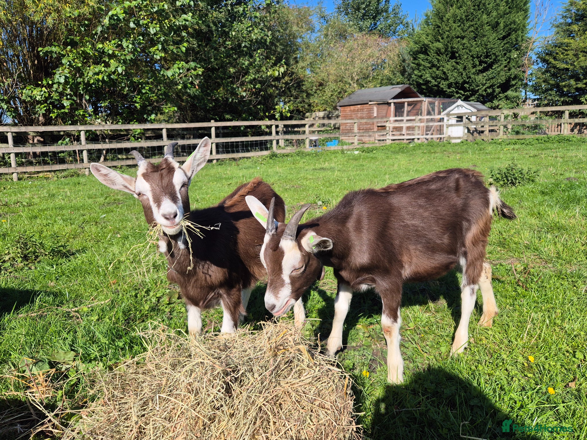 Goats livestock 2x wether goats,  British Alpine x Toggenburg   - Advert 3