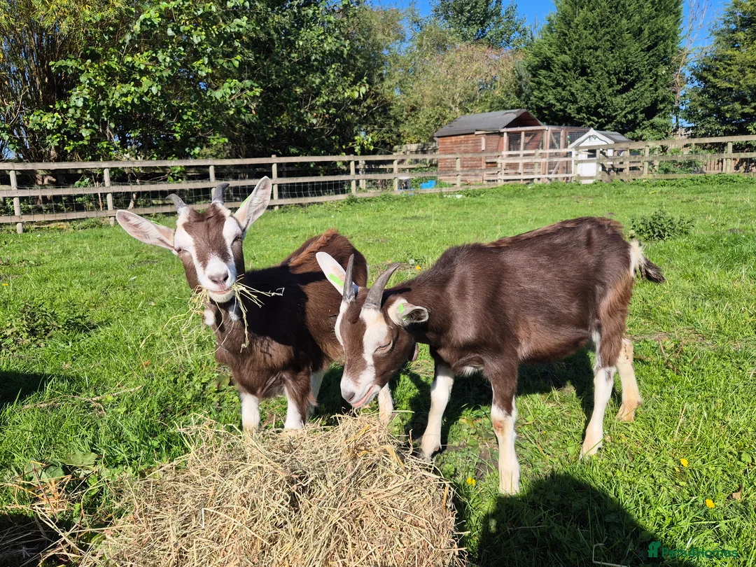 Goats livestock for sale: 2x wether goats,  British Alpine x Toggenburg   in Selby - Advert 1