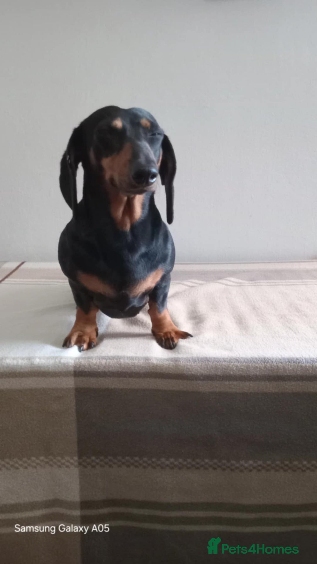 Miniature Dachshund dogs for sale: Absolutely stunning little babies - Image 5