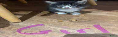 British Shorthair 4