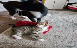 Mixed Breed cats for sale: 2 balck and one gray boys for sale - Image 2