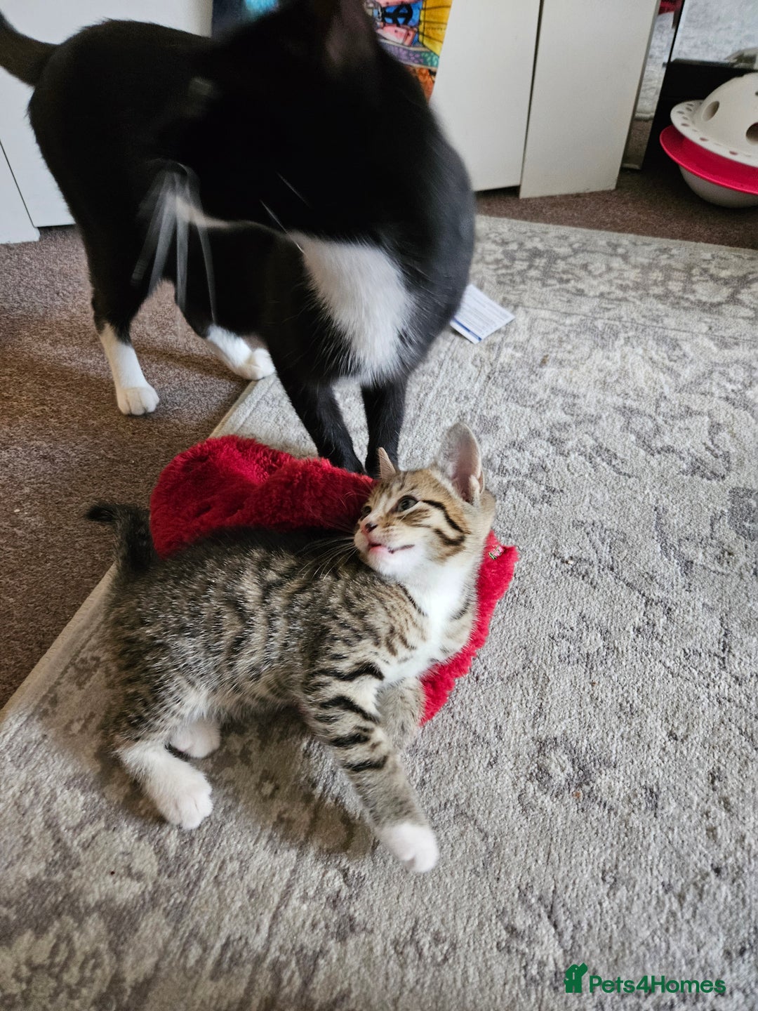 Mixed Breed cats for sale: 2 balck and one gray boys for sale - Image 2