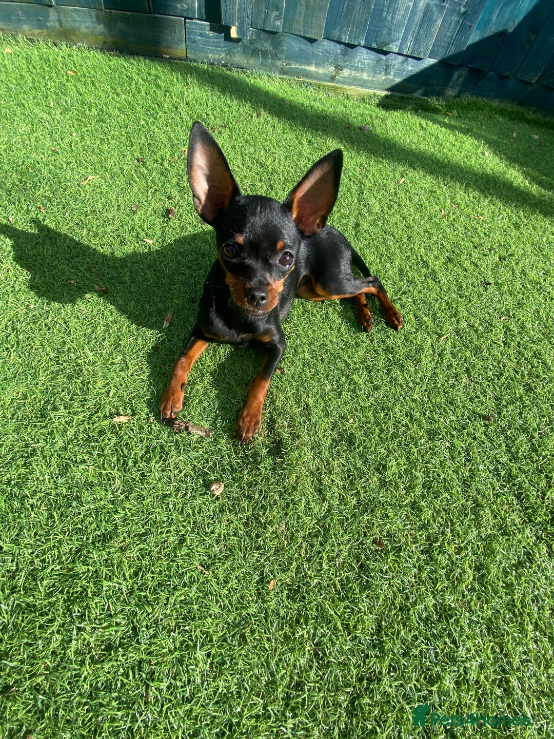 Miniature Pinscher dogs for sale: Loving Homes Wanted for Two Miniature Pinschers - Advert 6