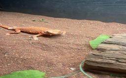 Bearded Dragon reptiles for sale: Silkback bearded dragon  - Image 3