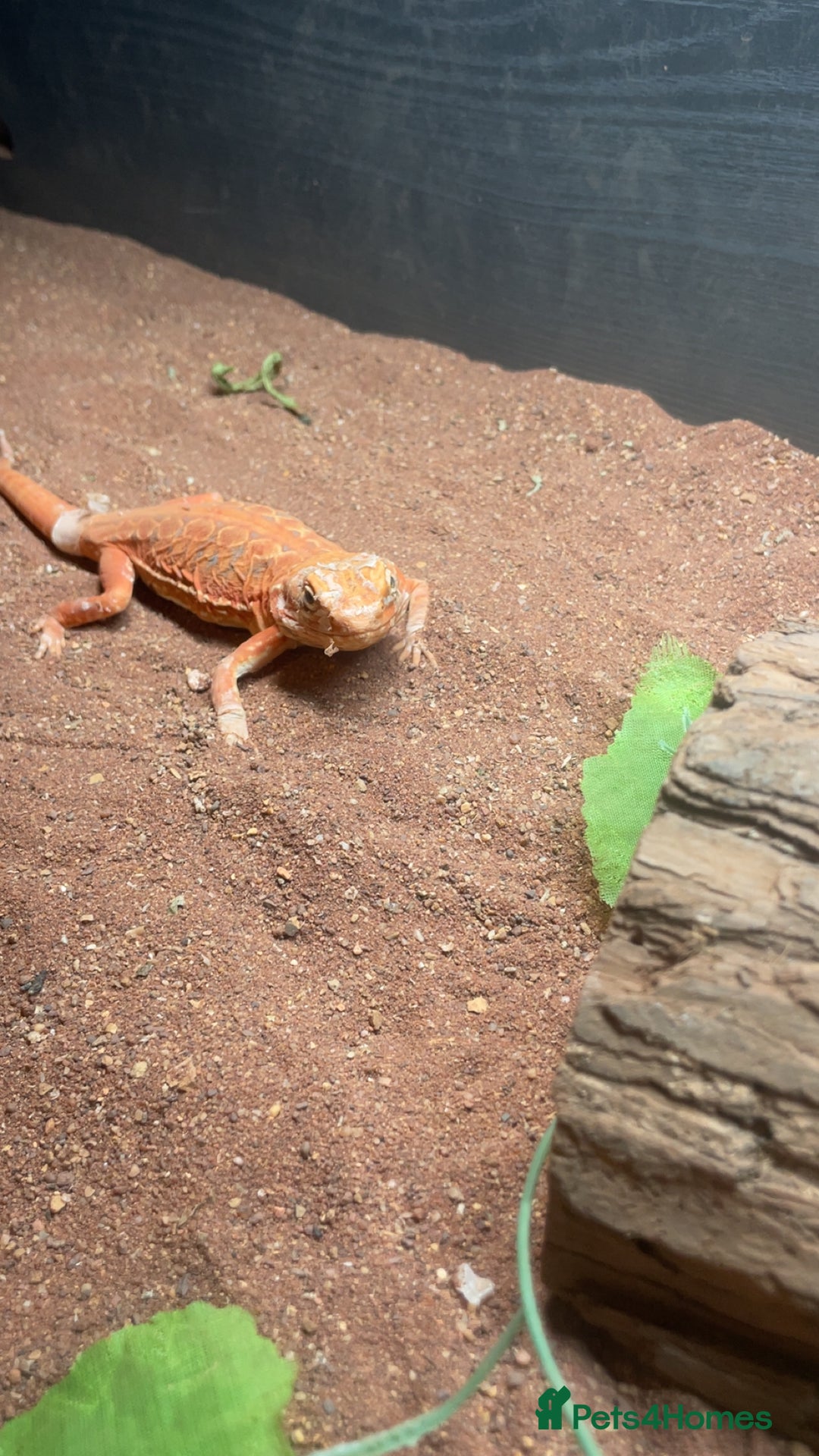 Bearded Dragon reptiles for sale: Silkback bearded dragon  - Image 3