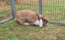 Mini Lop rabbits for sale: brown and white mini lop rabbit buck.  - Image 1
