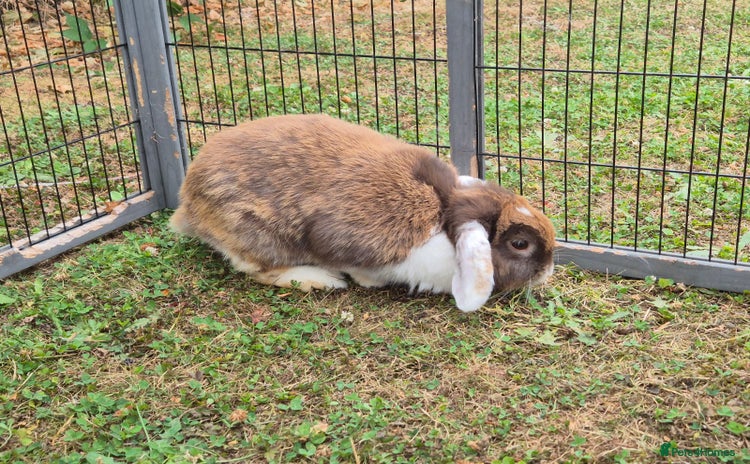 Mini Lop rabbits - Advert 1
