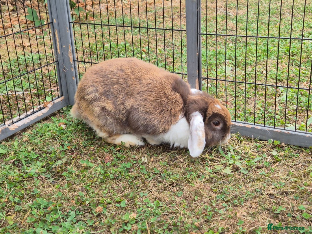 Mini Lop rabbits for sale: brown and white mini lop rabbit buck.  - Image 1