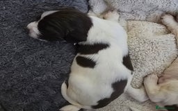 English Springer Spaniel dogs for sale: Stunning Pedigree Registered Pups - Image 7