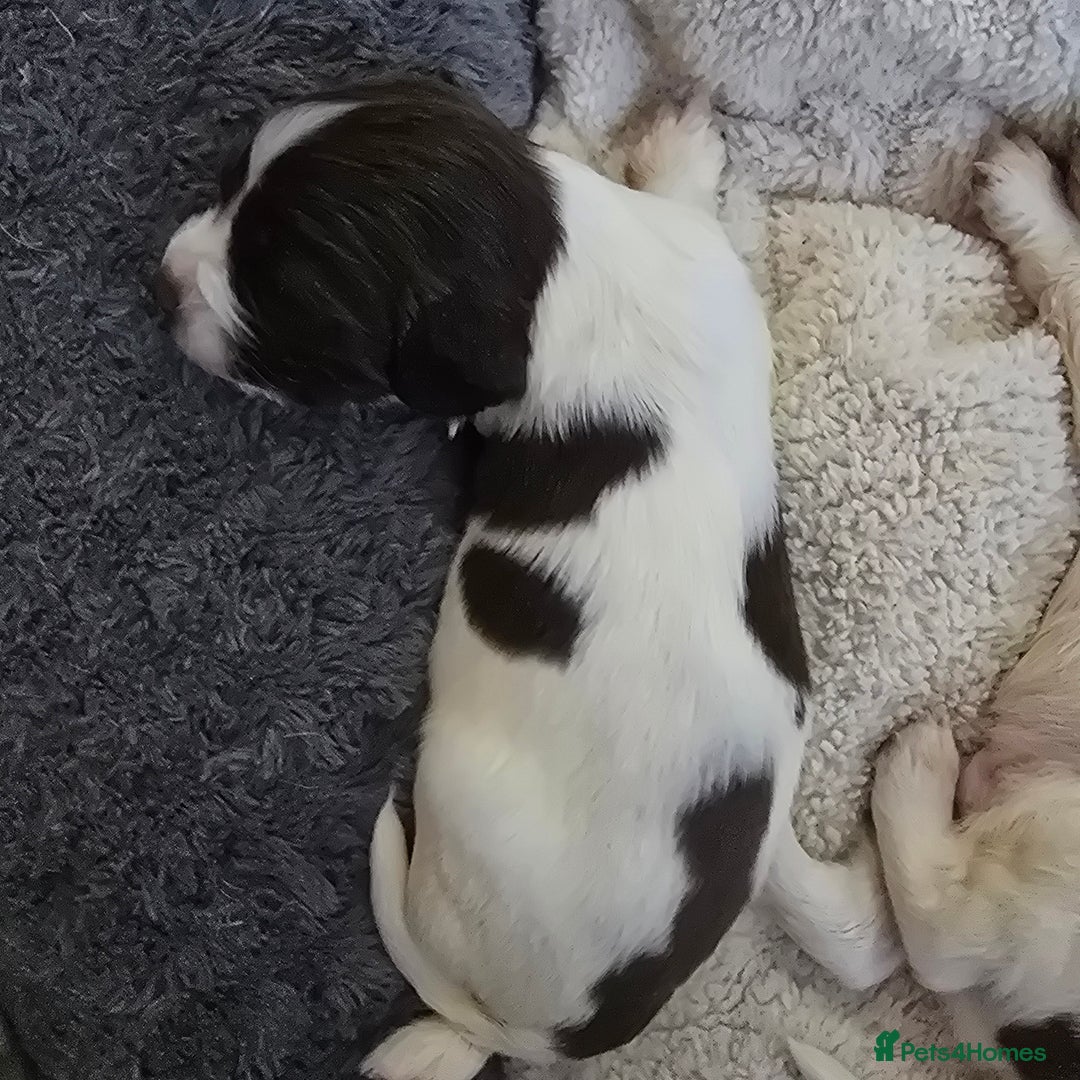 English Springer Spaniel dogs for sale: Stunning Pedigree Registered Pups - Image 7