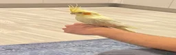 Cockatiels birds for sale: 8MonthOld Cockatiel ForSale(Cage&All accessories) - Advert 2