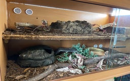 Python Snake reptiles for sale: Adult male enchi morph python with full set up - Image 11