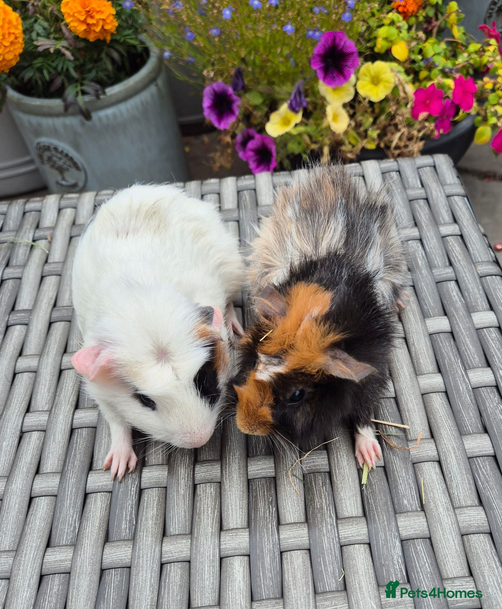 Guinea Pig rodents Baby Guinea Pigs Funky Abyssinian & Crested - Advert 9