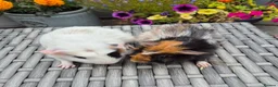 Guinea Pig rodents for sale: Baby Guinea Pigs Funky Abyssinian & Crested - Advert 1