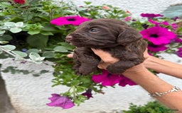 Cockapoo dogs for sale: Ready now Cracking F1 Cockapoos - Image 12
