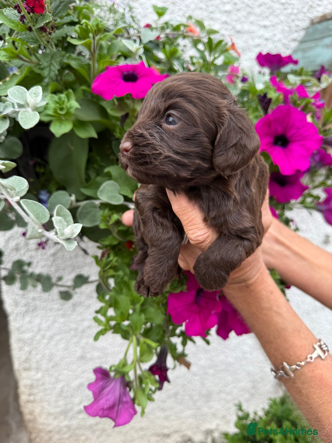 Cockapoo dogs for sale: Ready now Cracking F1 Cockapoos - Image 12