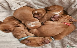 Mixed Breed dogs for sale: Cockalier/Springer Spaniel puppies ready for you! in London - Image 5