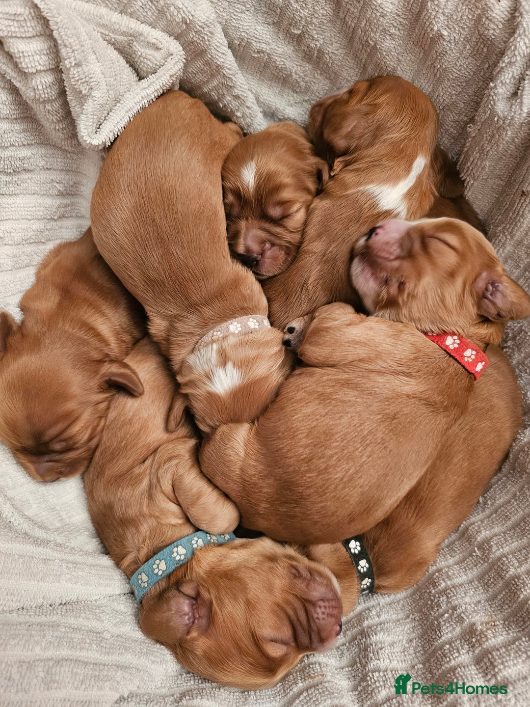 Mixed Breed dogs for sale: Cockalier/Springer Spaniel puppies ready for you! in London - Image 5