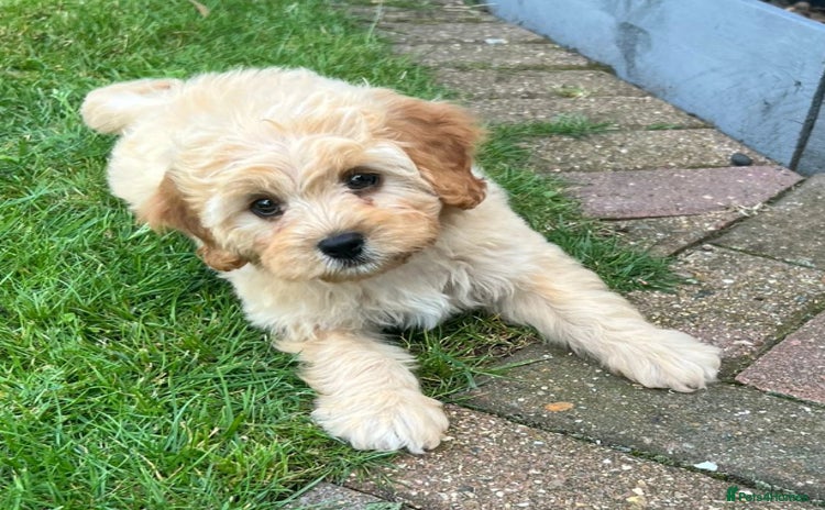 Cavapoo dogs - Advert 16