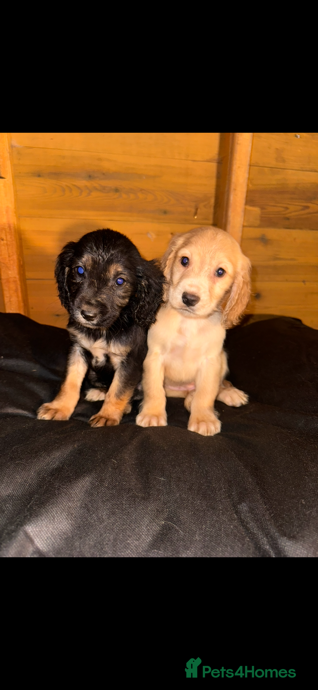 Cockapoo dogs for sale: COCKAPOO PUPPIES  - Advert 20