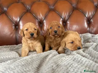 Labradoodle dogs F1 Labradoodle Puppies - Advert 10