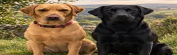 Labrador Retriever dogs for sale: Beautiful Black Labrador Puppies – KC Registered - Advert 1