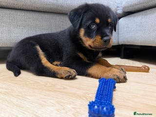 Rottweiler dogs 10 week old KC registered champion line girl 💕 - Advert 5