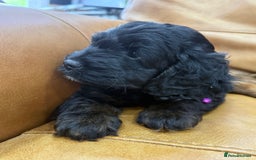 Cockapoo dogs for sale: Cockapoo Female Puppy - Ready to leave in 1 week - Image 8