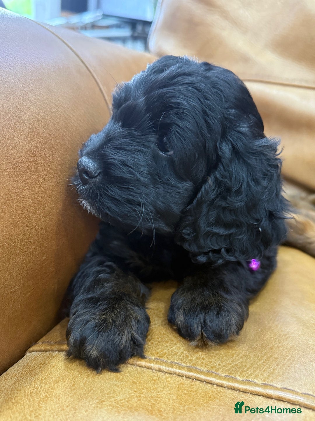 Cockapoo dogs for sale: Cockapoo Female Puppy - Ready to leave in 1 week - Image 8