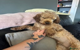 Cockapoo dogs for stud: Stud dog (not for sale) - Image 3