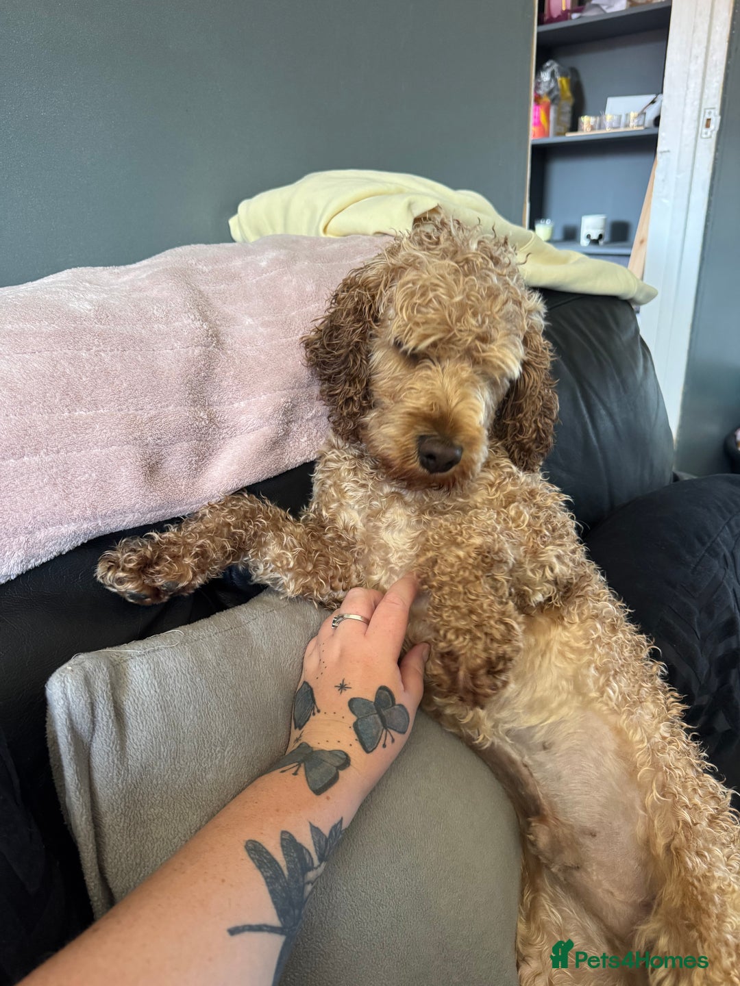 Cockapoo dogs for stud: Stud dog (not for sale) - Image 3