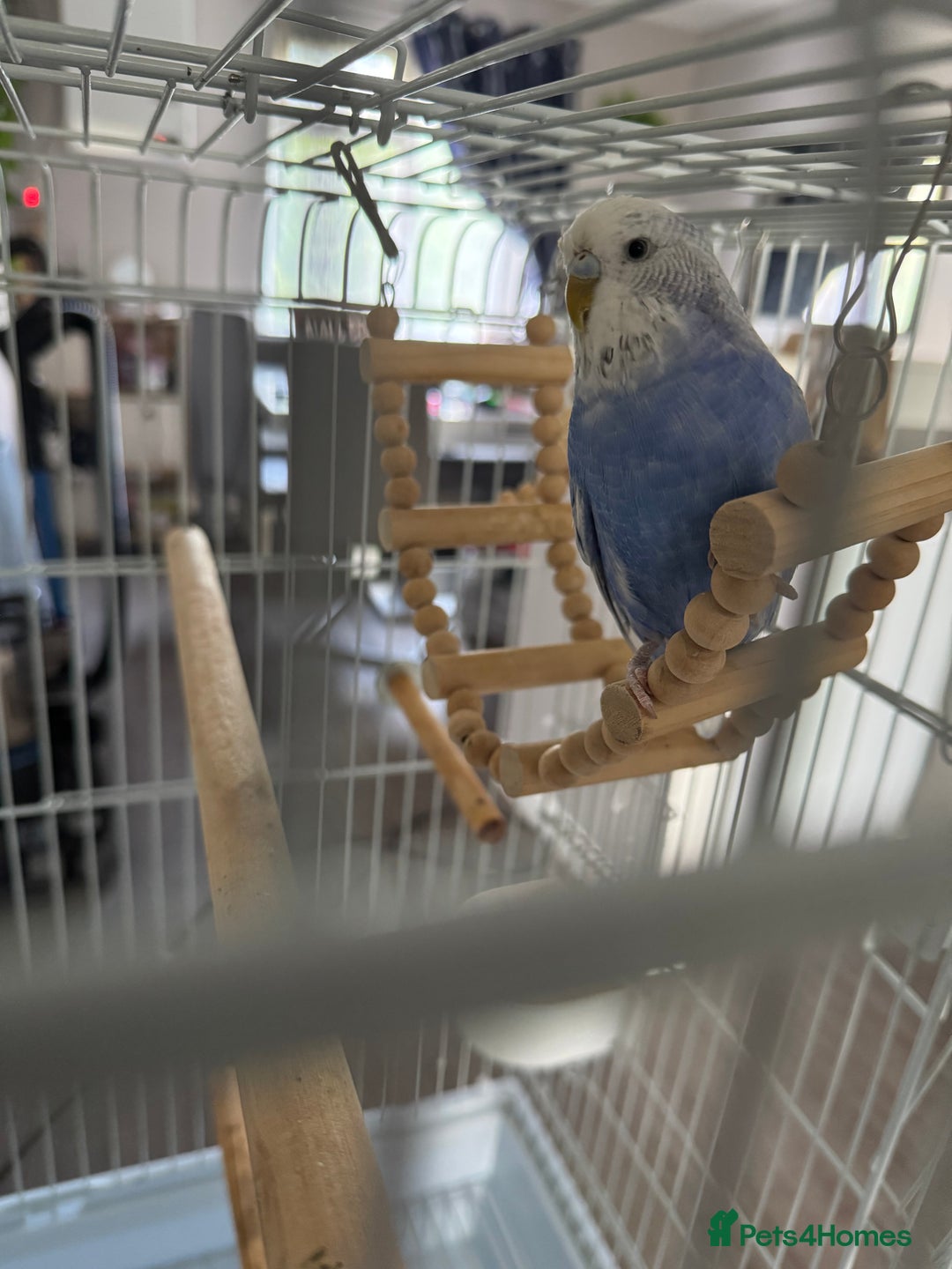 Budgerigars birds for sale: Budgie and cage full set up  - Image 2