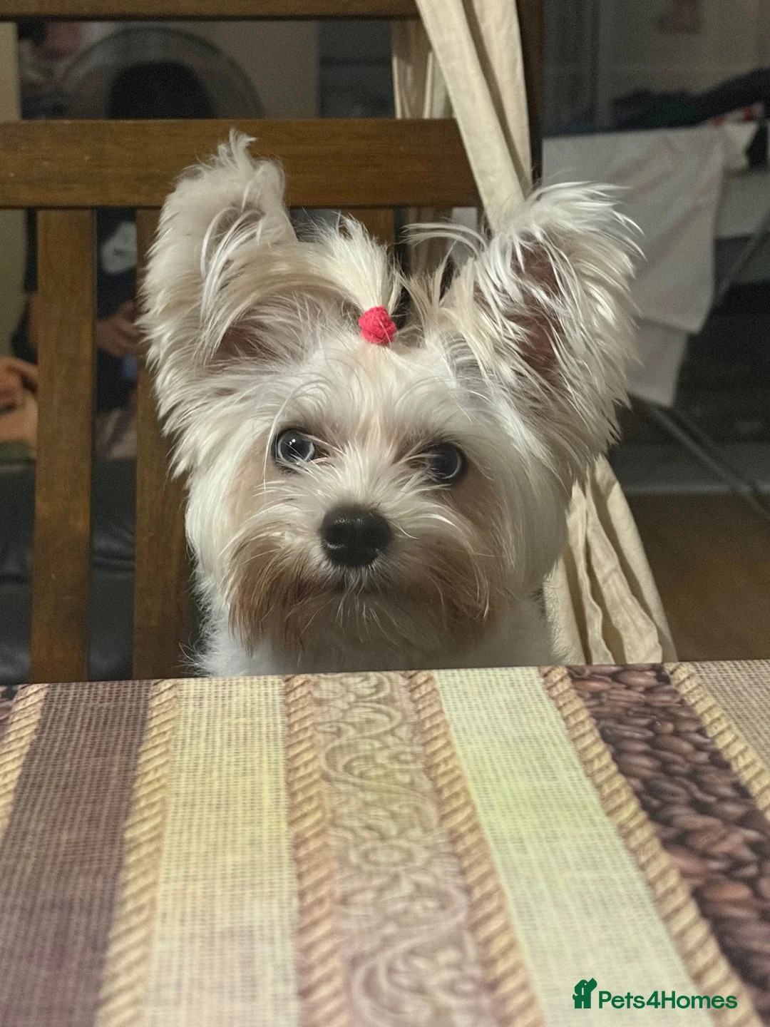 Yorkshire Terrier dogs for stud: LOOKING FOR MALE STUD in London - Advert 2