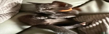 Domestic Shorthair 1