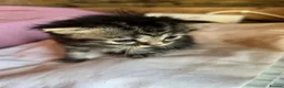 Mixed Breed cats for sale: Persian x Siamese  kittens for sale  in Canterbury - Advert 13