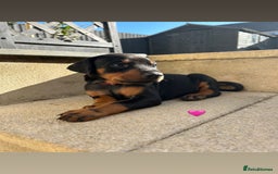 Dobermann dogs for sale: Doberman puppies - Image 2