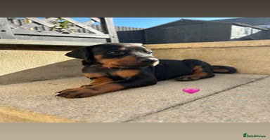 Dobermann dogs - Advert 8