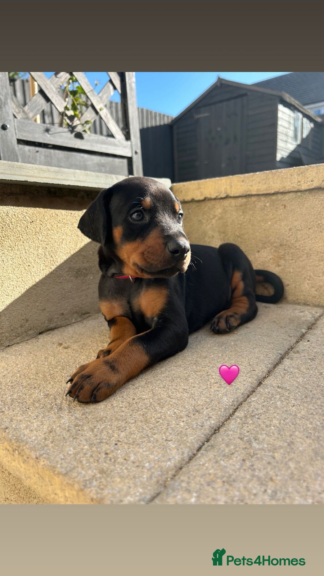 Dobermann dogs for sale: Doberman puppies - Image 2