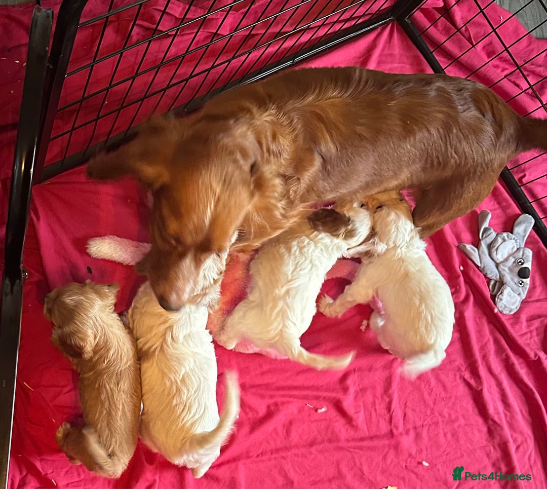 Cockapoo dogs for sale: F1 cockapoos - Advert 10