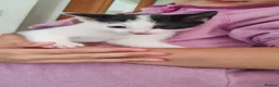 Mixed Breed cats for sale: Kittens  - Advert 6